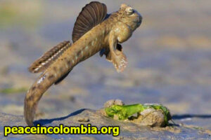 Fakta Menarik Tentang Ikan Mudskipper