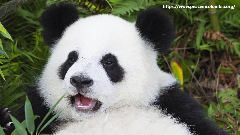 Fakta Panda Yang Belum Kalian Ketahui Fakta Panda Yang Belum Kalian Ketahui